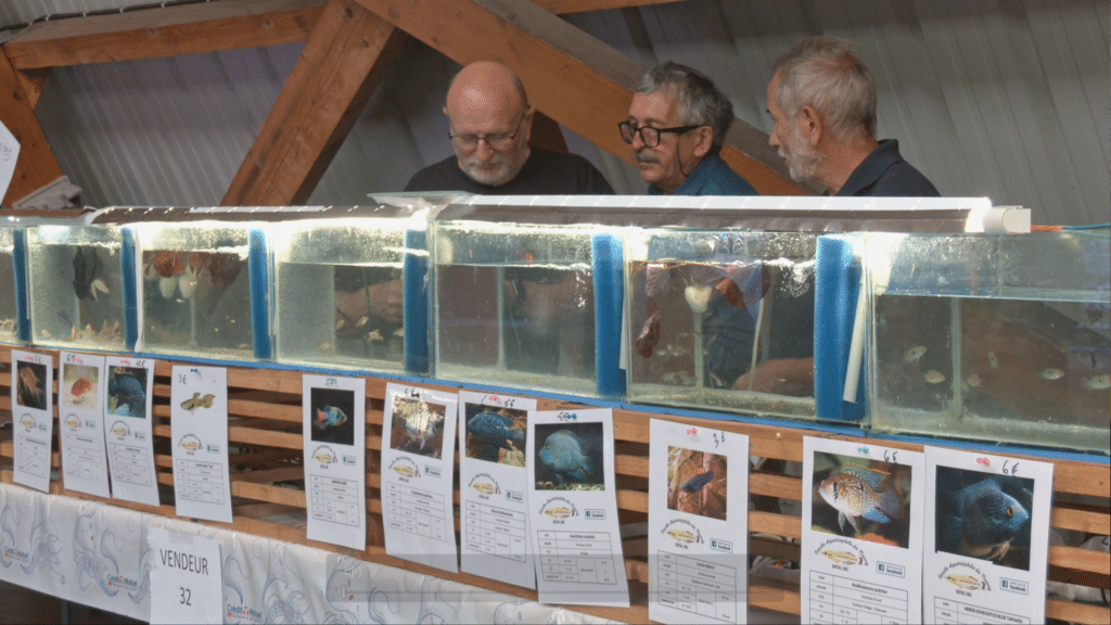 La bourse aux poissons remonte le courant jusqu'à Seingbouse - TV8