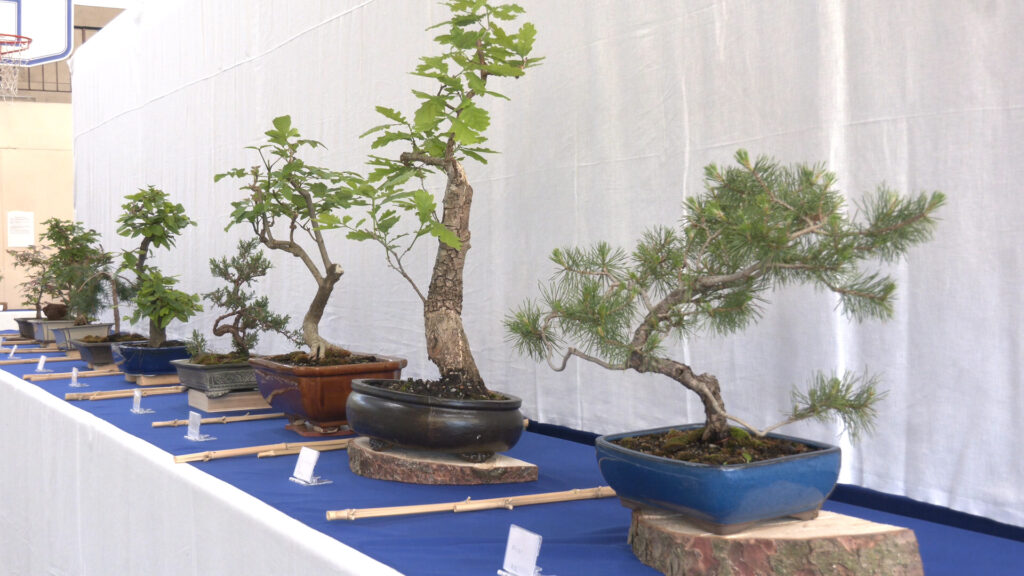 L'art du bonsaï