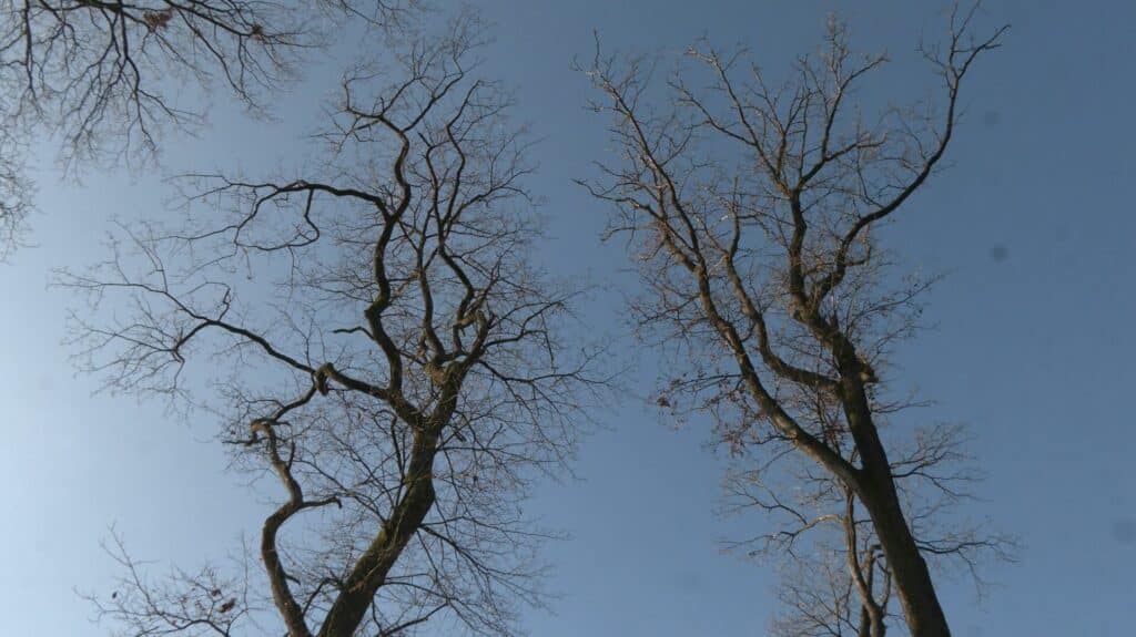 À Cappel, de nouveaux chênes prennent racines