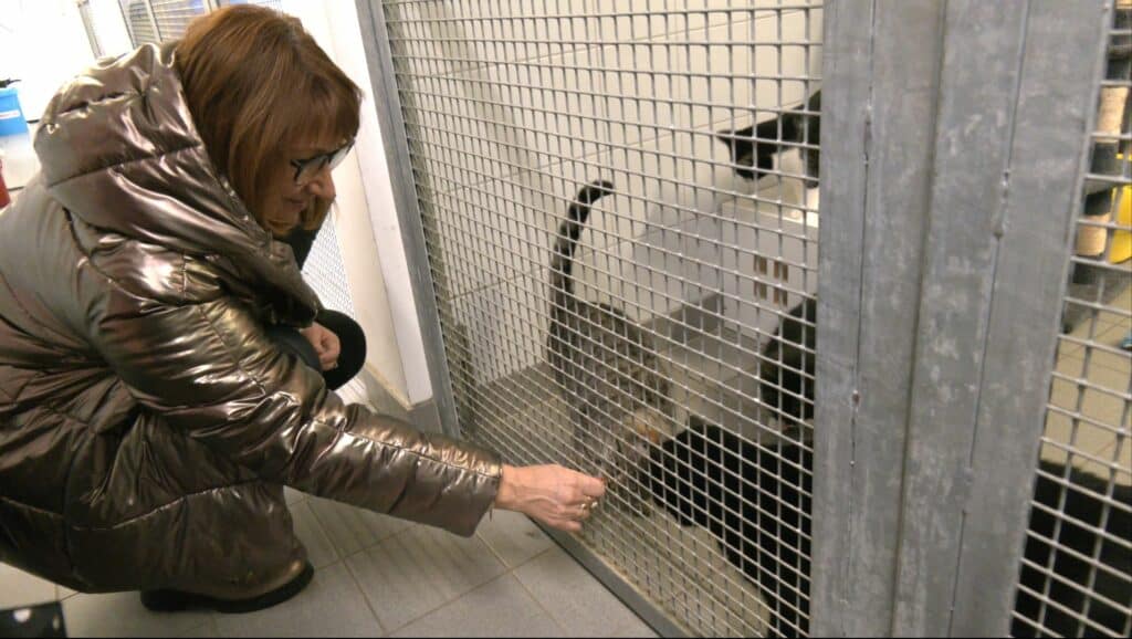 Noël des animaux : une fête au poil à la SPA de Forbach