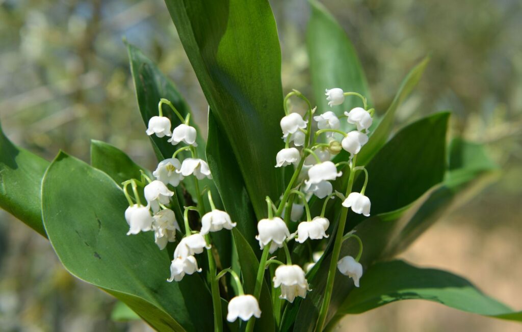Fête du muguet : Entre tradition et préservation de la nature