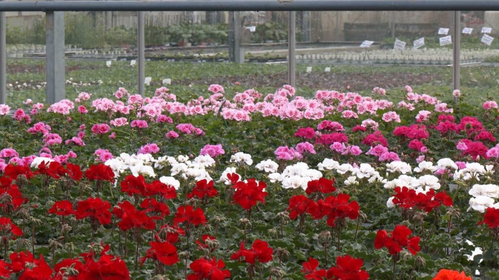 Horticulture Caspar : la passion des plantes au service de l'environnement