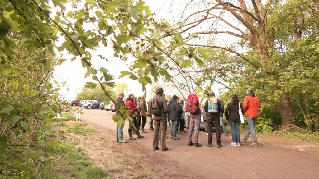 Sortie nature : des plantes sauvages comestibles et médicinales