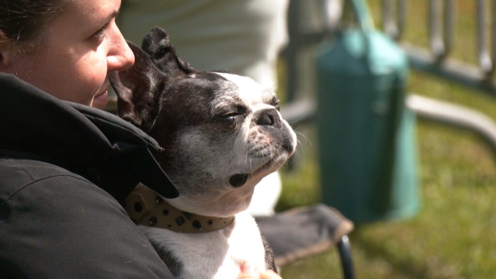 Chiens et maîtres en piste pour le championnat de Lorraine d’agility  