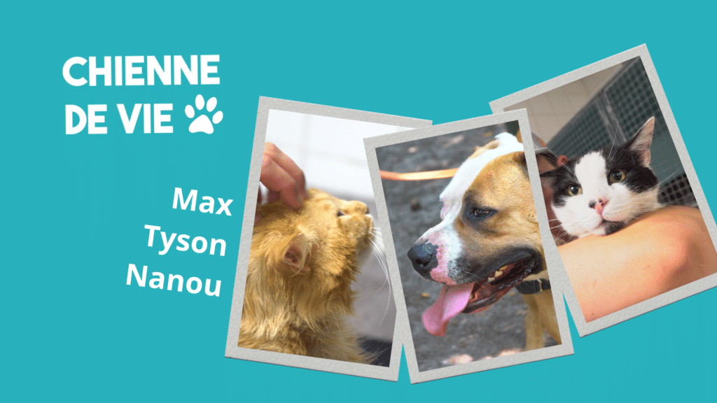🐾 CHIENNE DE VIE - Max, Nanou et Tyson