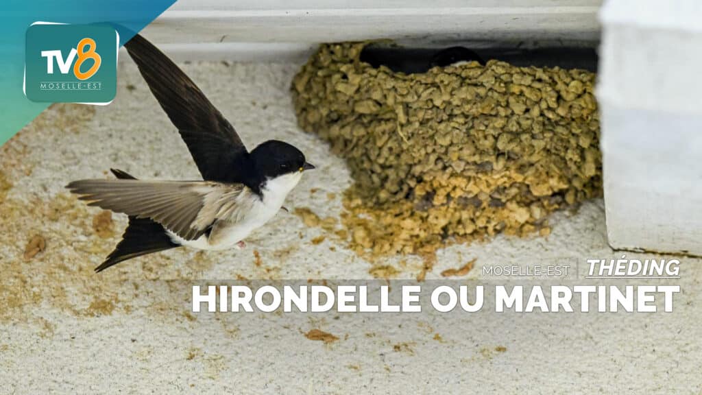 Espèce protégée : Les hirondelles des fenêtres et leur nids à Théding