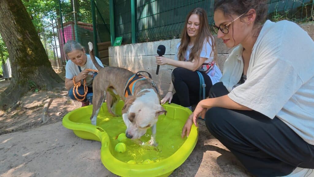 🌡️🐾 Chienne de vie : la SPA face à la canicule