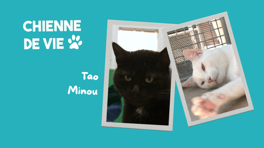 🐾 CHIENNE DE VIE - Minou et Tao