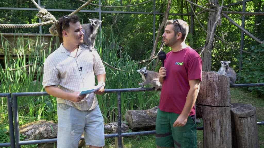 Quartiers d'été - Au Zoo de Sarrebruck !