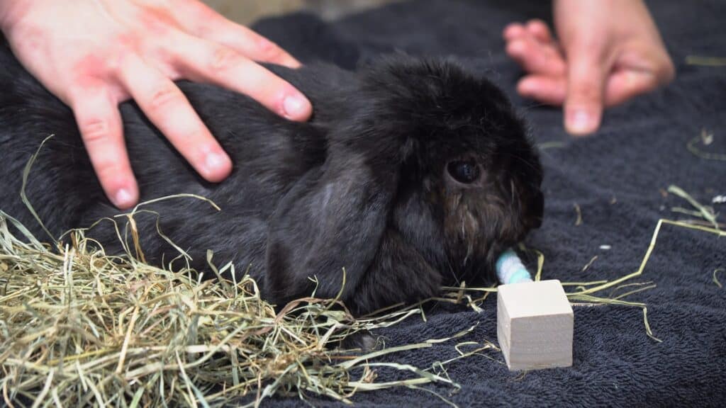 Chienne de vie - Alain, Minette et Cassy recherchent une famille