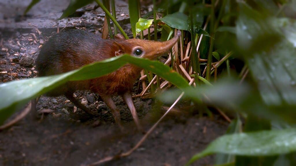 Zoo de Sarrebruck : découvrez le Macroscélide de Peters