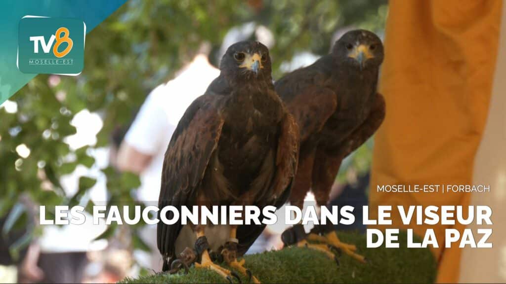 Les fauconniers pris pour cible par la PAZ