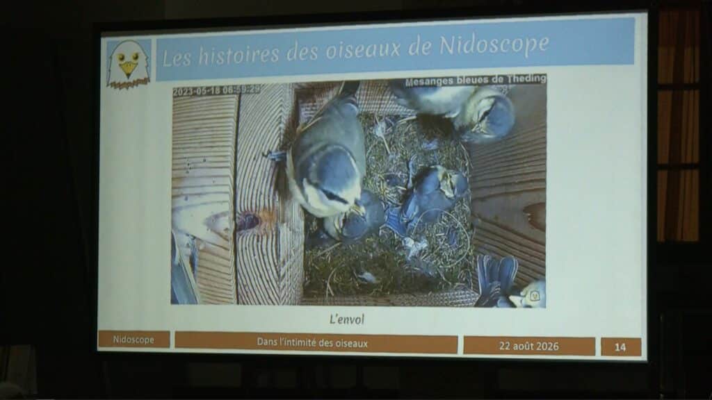Théding : Dans l'intimité des oiseaux