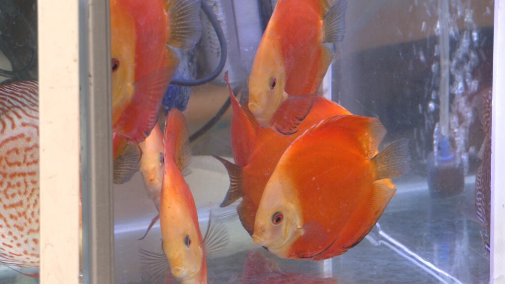 Immersion à la bourse aux poissons