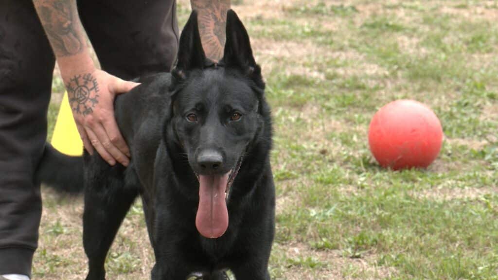 70 ans de passion au club canin de Petite-Rosselle