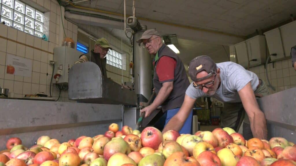 Jus de pommes : le bilan d'une année difficile à Farébersviller